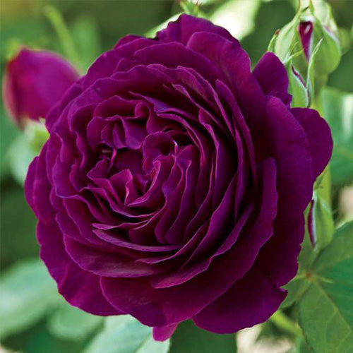 Purple Roses