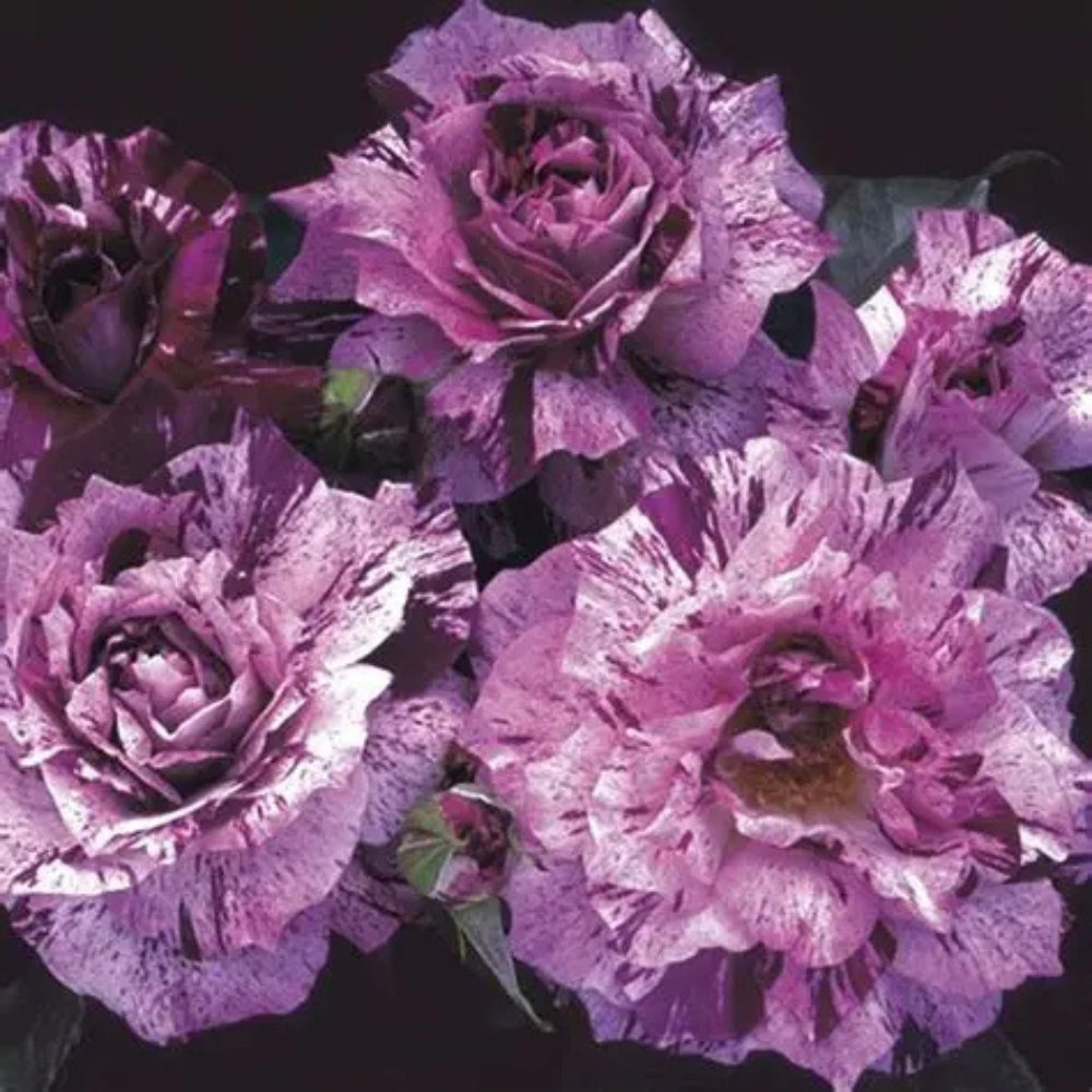 Purple Roses