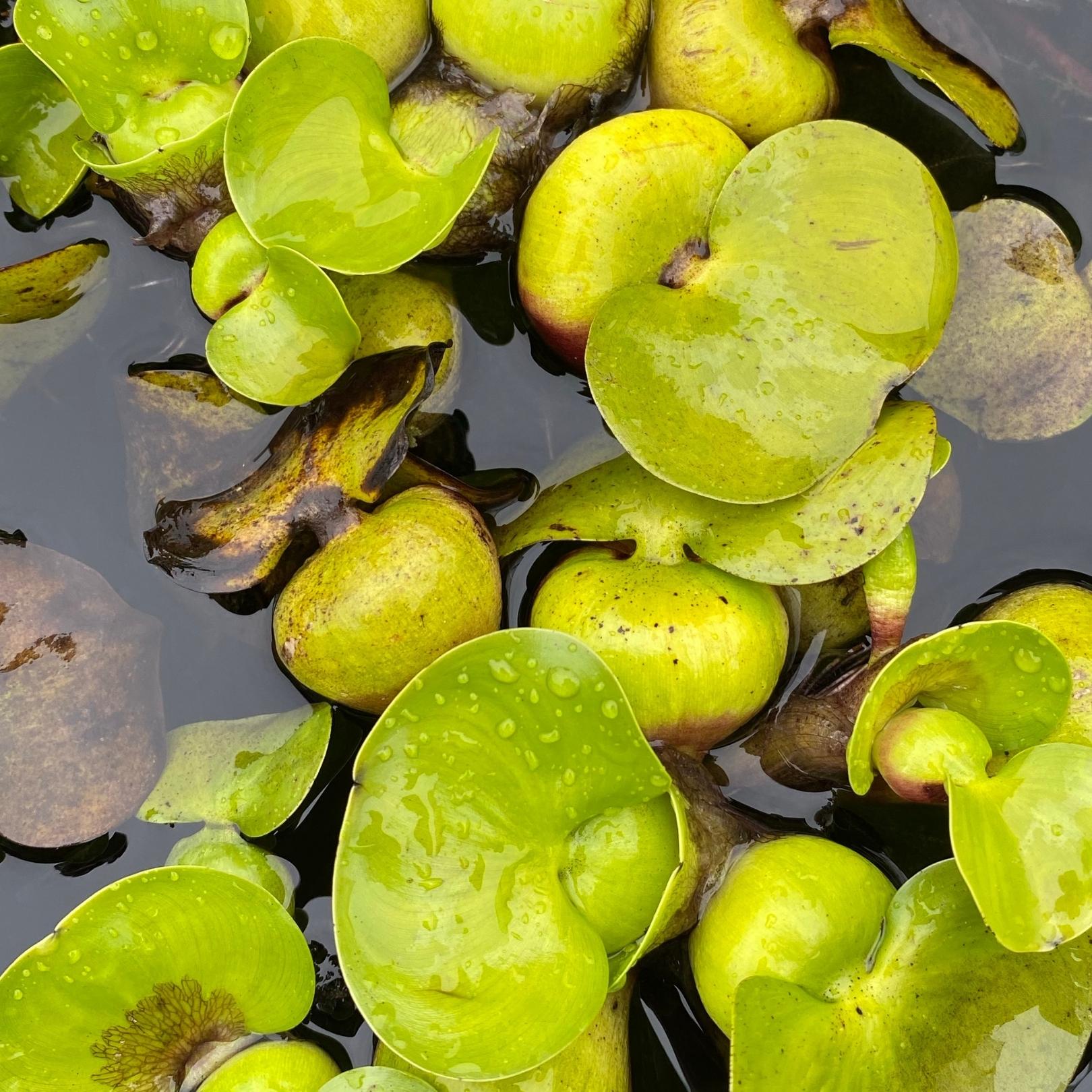 Water Plants