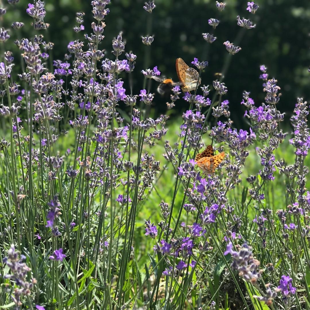 Pollinator Garden