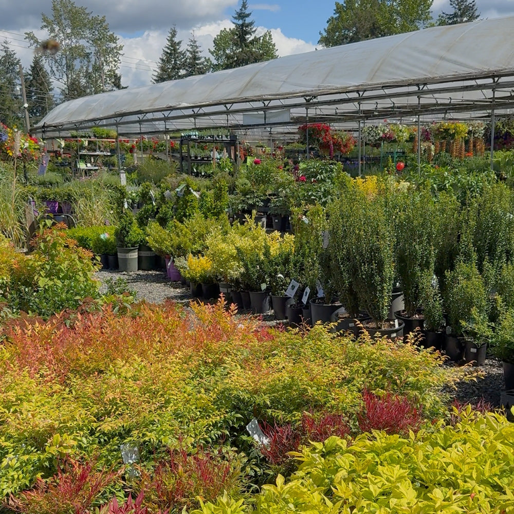 Watson's Greenhouse 
