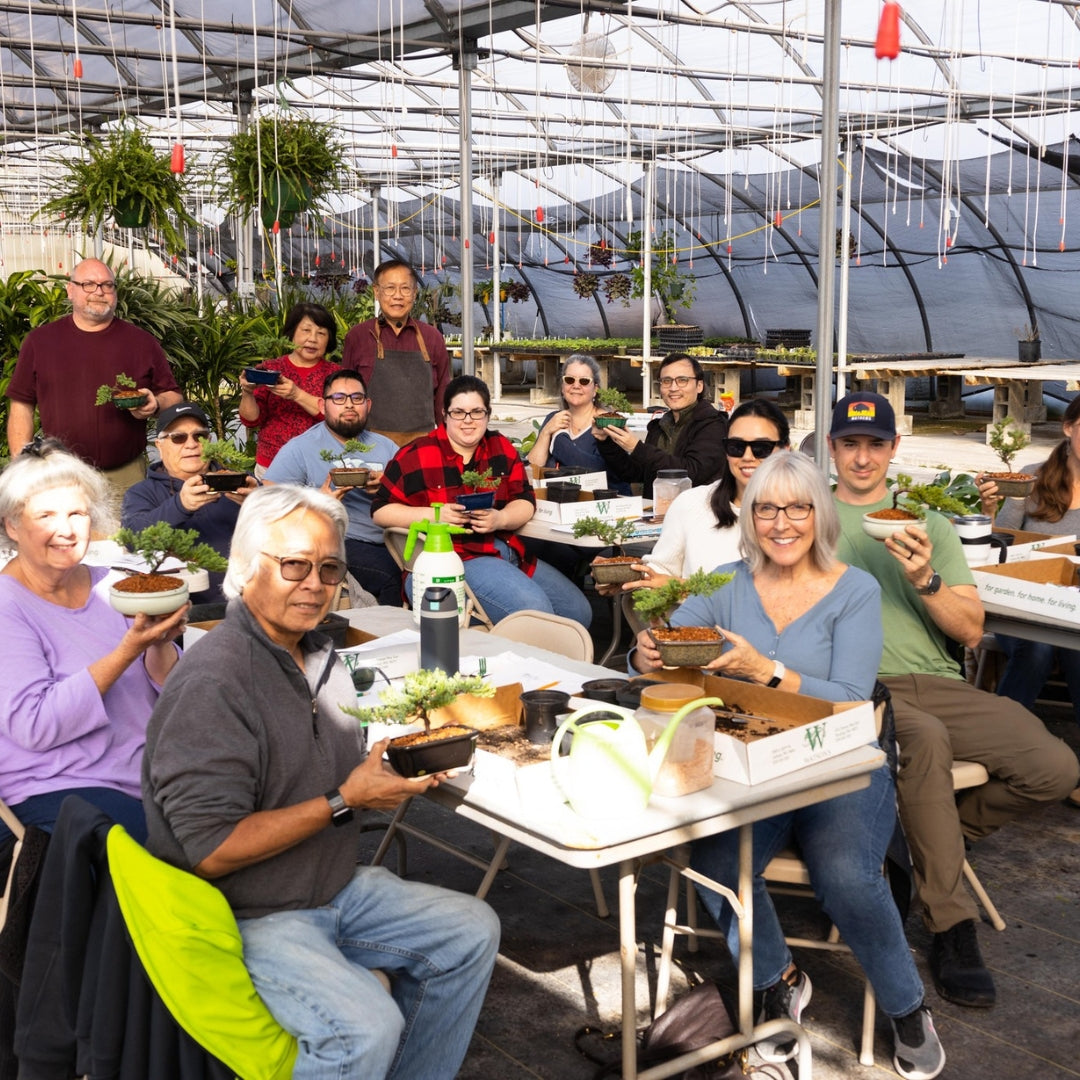 Bonsai Workshop for Beginners with Robert Cho, Olympia, 11am, Sunday, March 30th