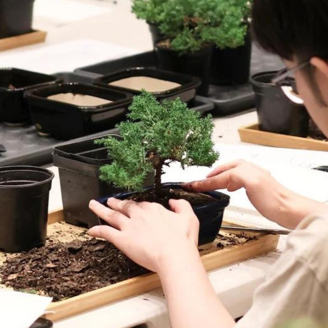 Bonsai Workshop for Beginners with Robert Cho, Olympia, 11am, Sunday, March 30th