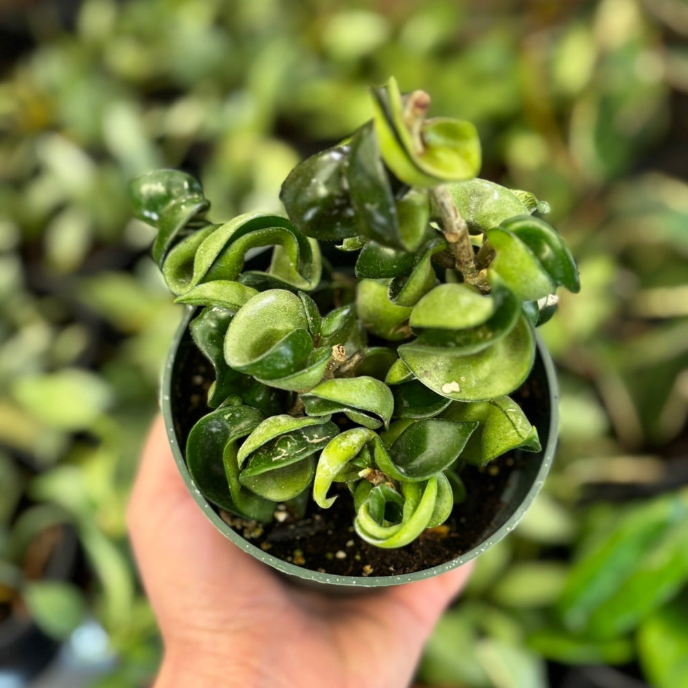 Watson's Greenhouse 