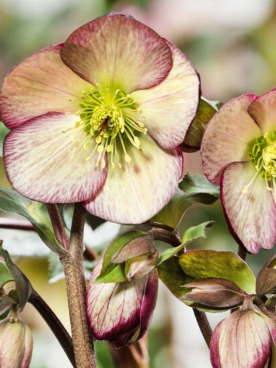 Hellebore Ice N' Roses 'Dark Picotee' 1G