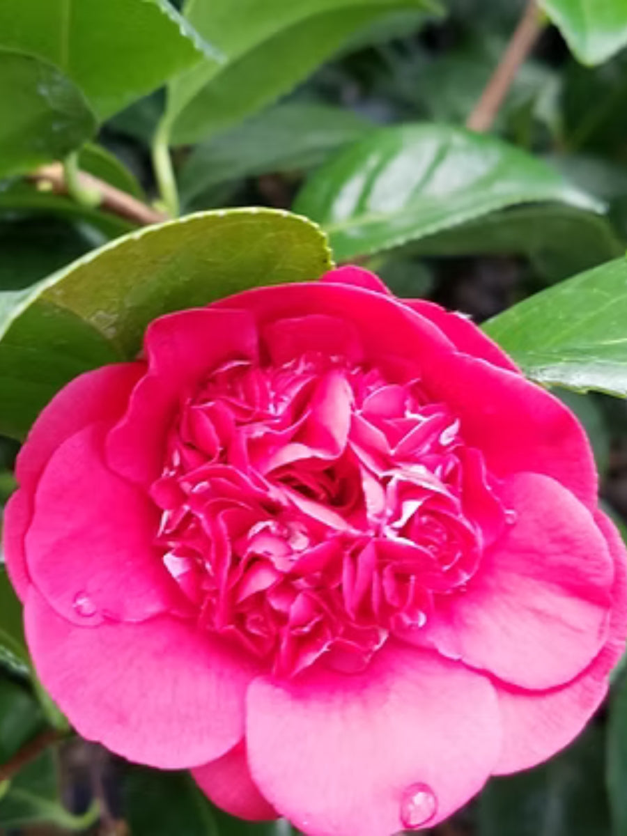 Watson's Greenhouse 