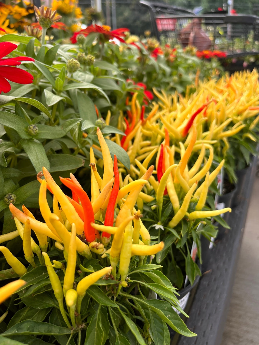 Ornamental Capsicum Pepper 'Medusa' 4"