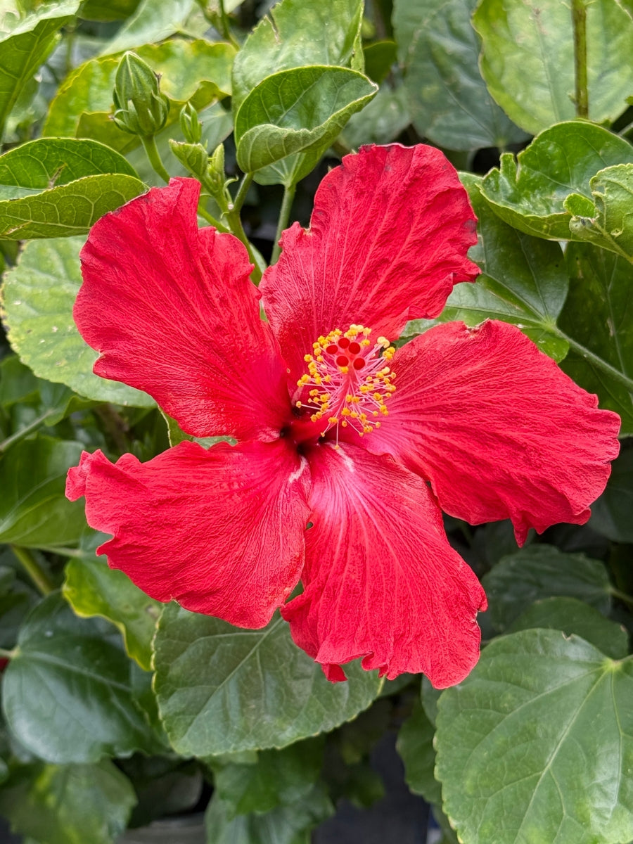 Hibiscus rosa 'Jazzy Jewel Ruby' 1G