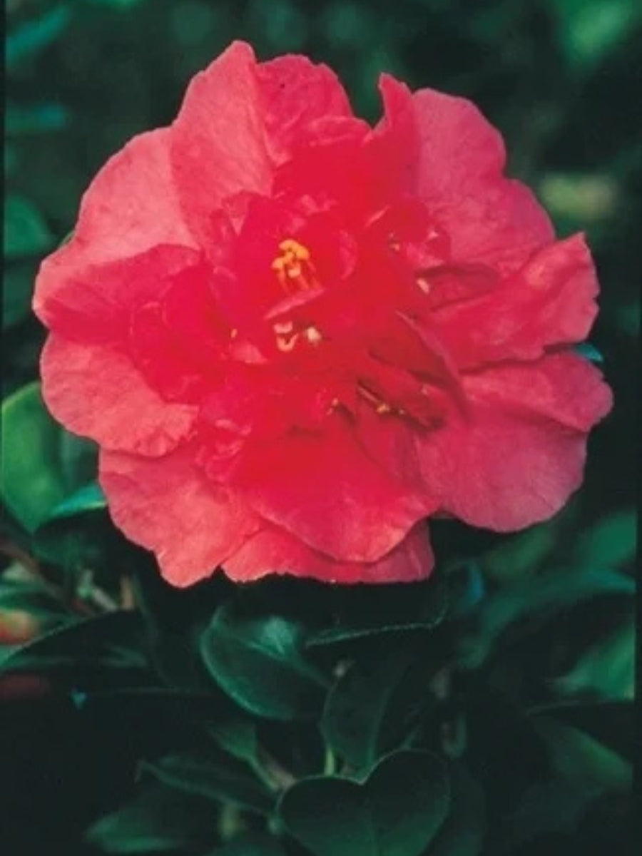 Camellia sasanqua 'Bonanza' 5G