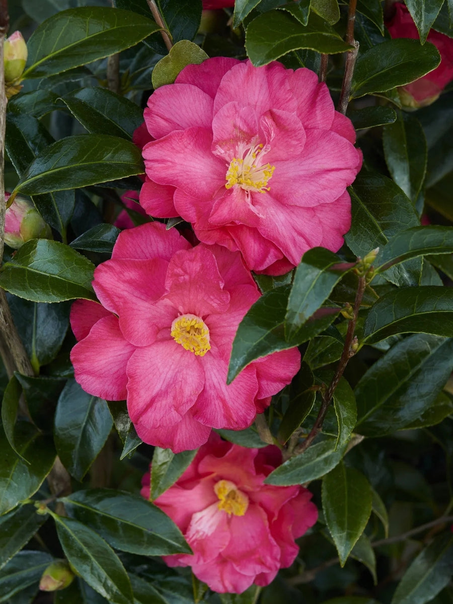Watson's Greenhouse 