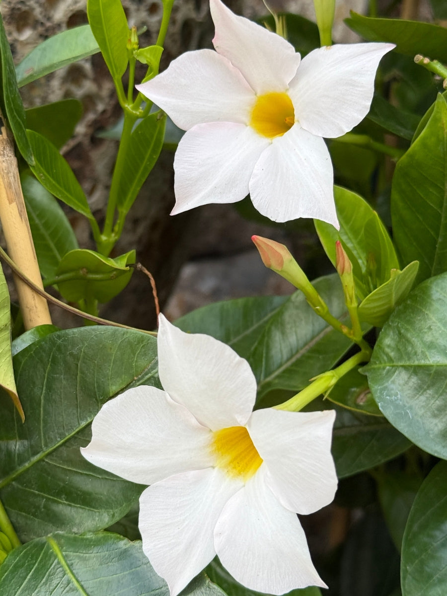 Mandevilla 'Sunvilla White' 1G Staked