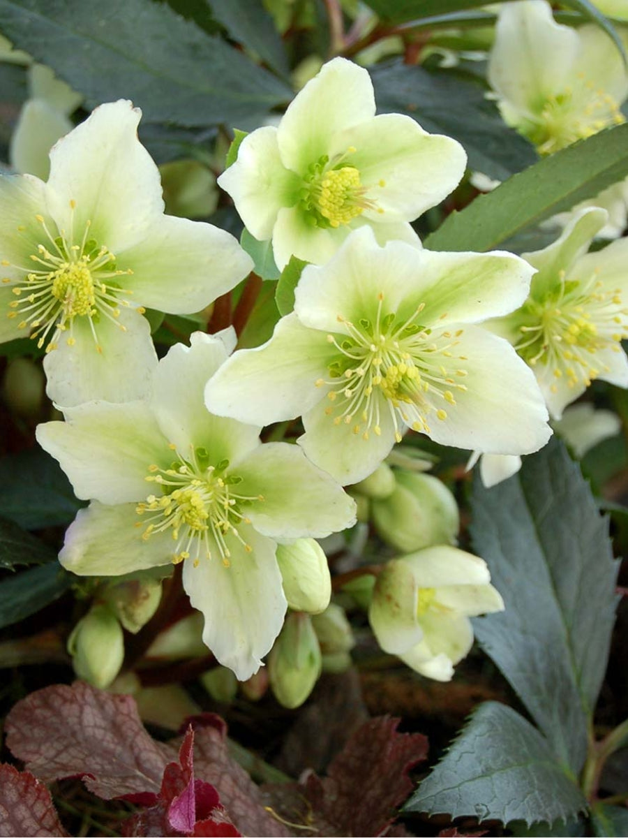 Hellebore 'Honeyhill Joy' 1G