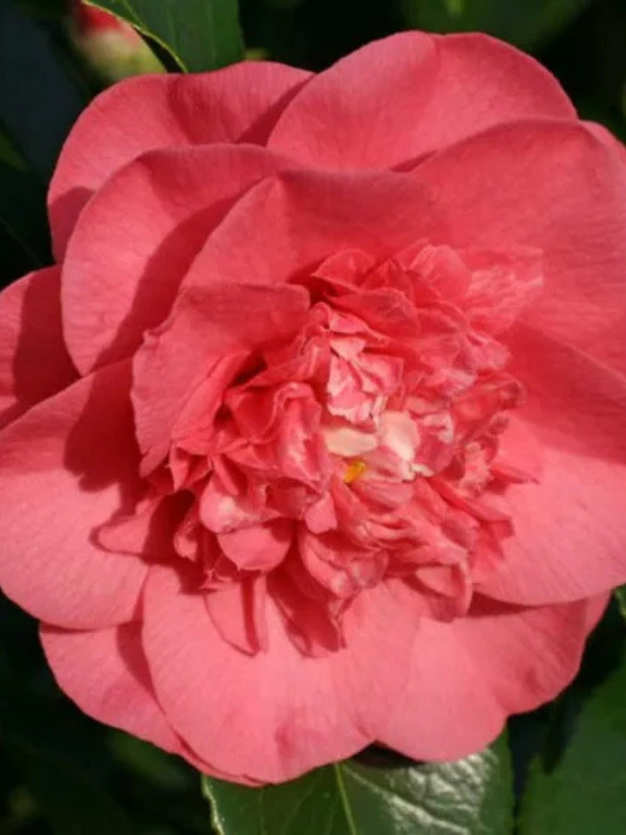 Watson's Greenhouse 