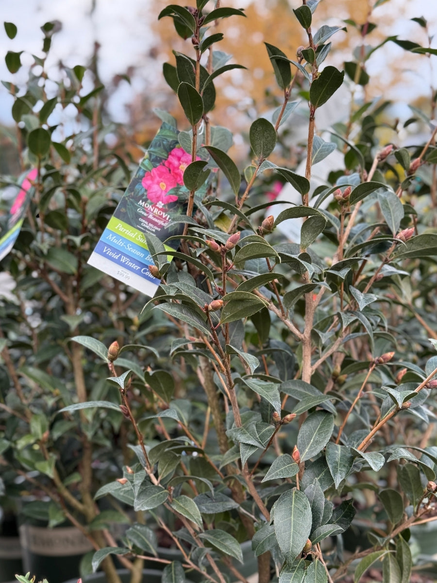Camellia 'Coral Delight' S5G