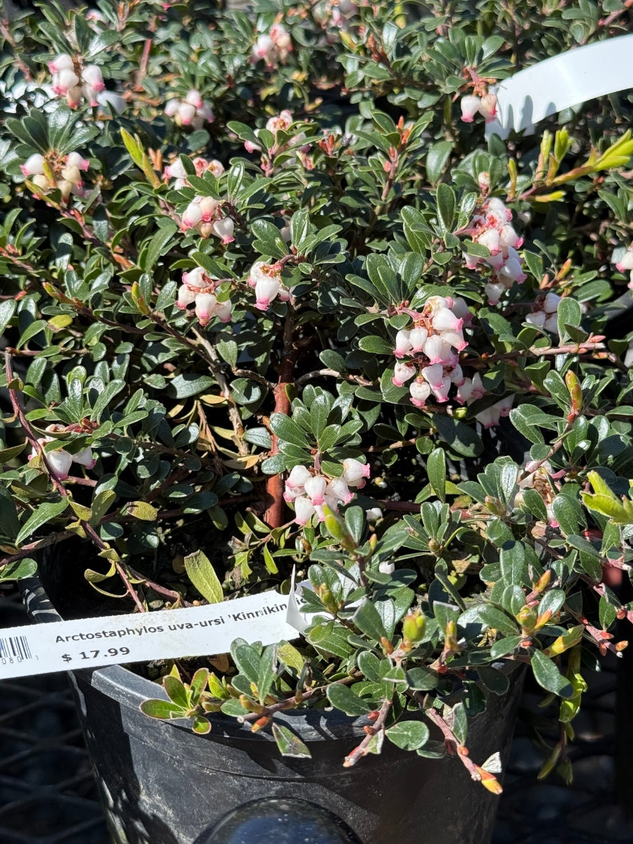 Watson's Greenhouse 