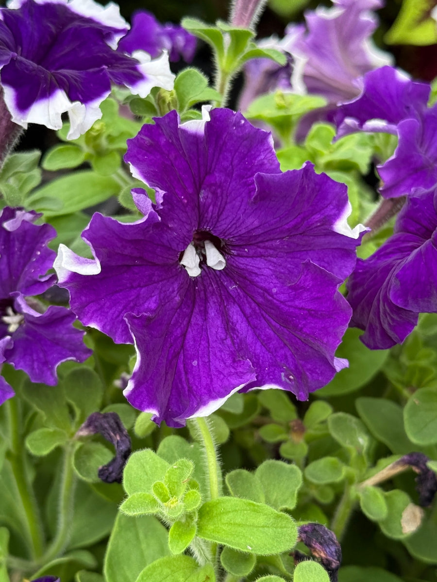 Petunia Madness™️ Double Blue Pack