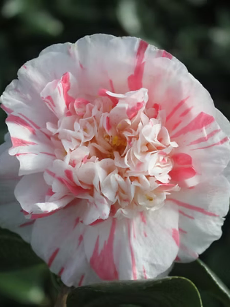 Watson's Greenhouse 