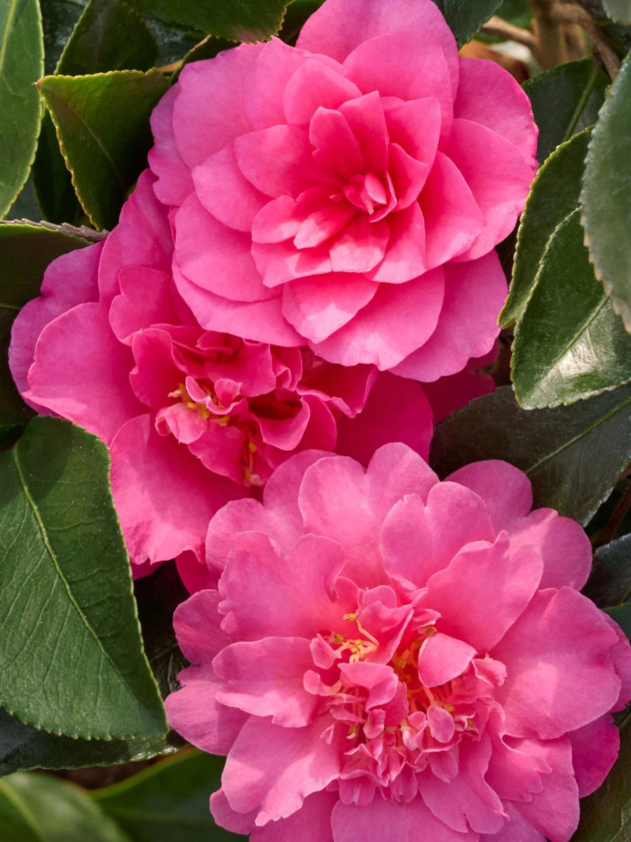 Watson's Greenhouse 