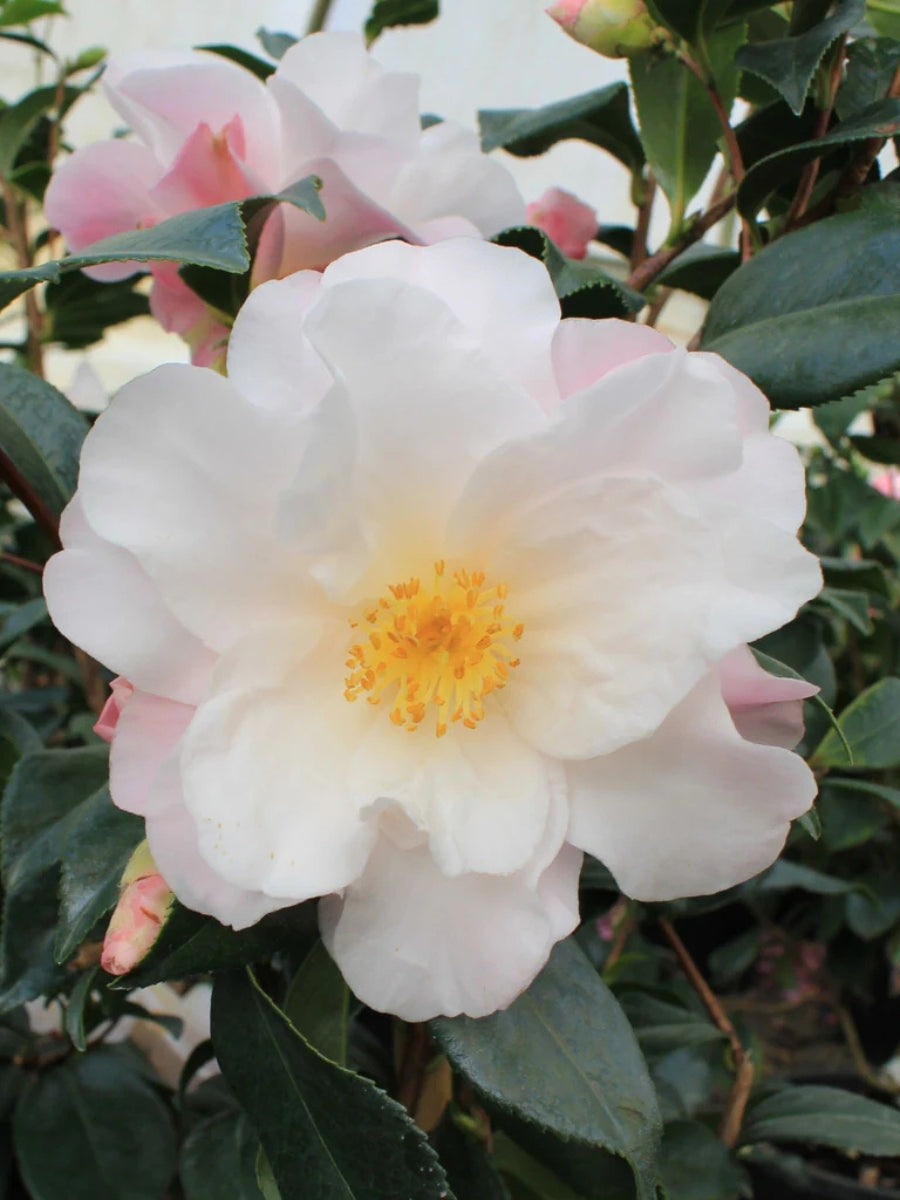 Watson's Greenhouse 
