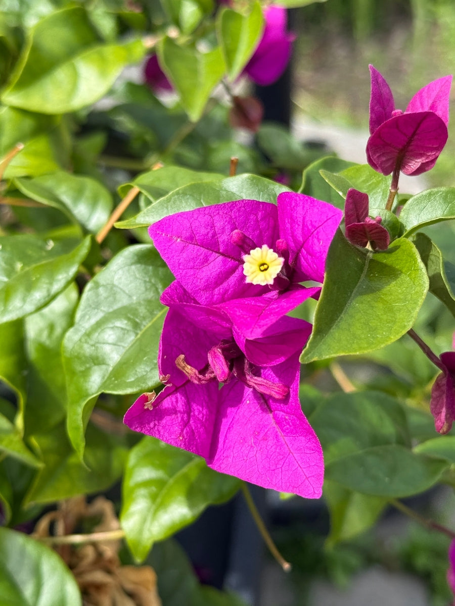 Bougainvillea 'Purple Queen®' 1G