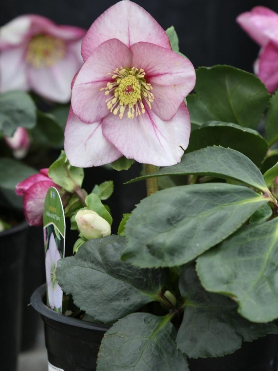 Watson's Greenhouse 
