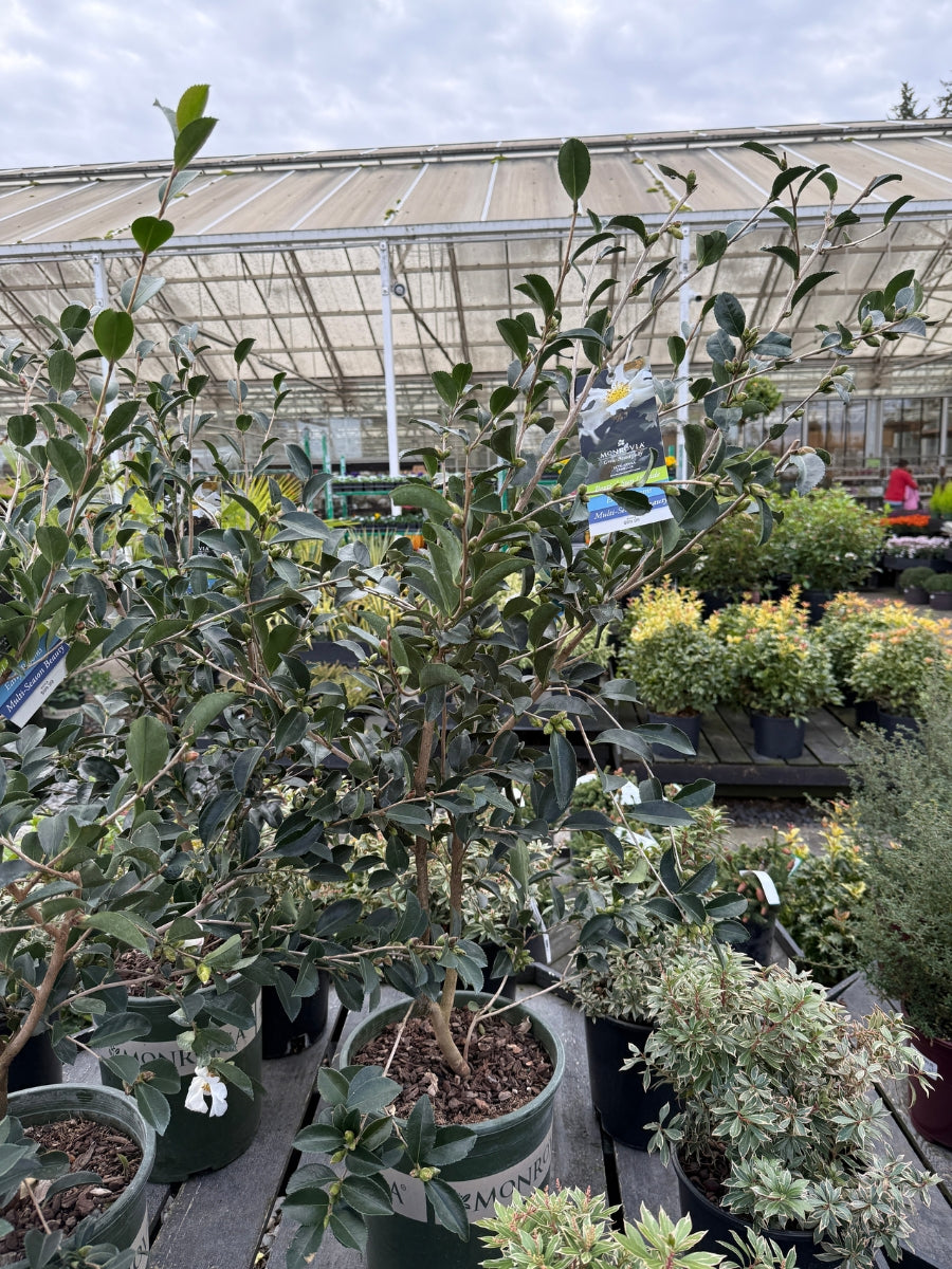 Watson's Greenhouse 