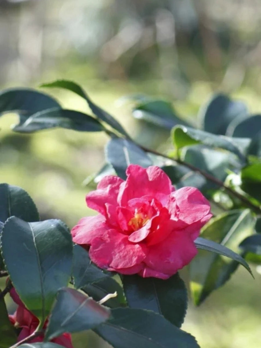 Camellia sasanqua 'Bonanza' 5G