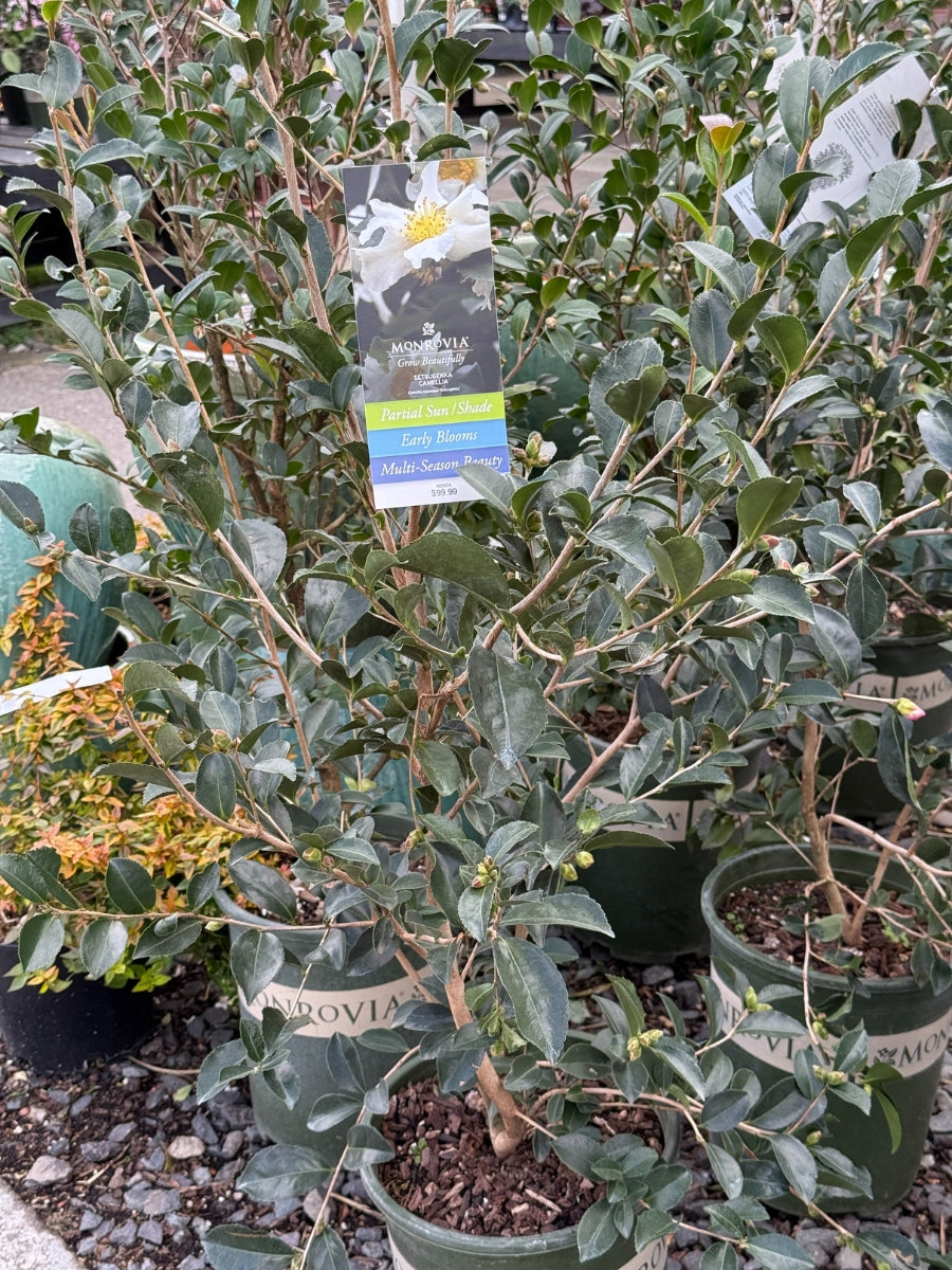 Watson's Greenhouse 