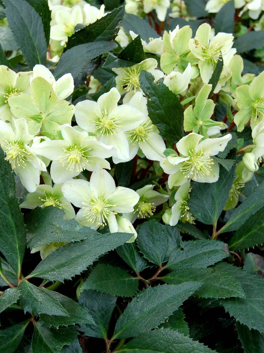 Watson's Greenhouse 