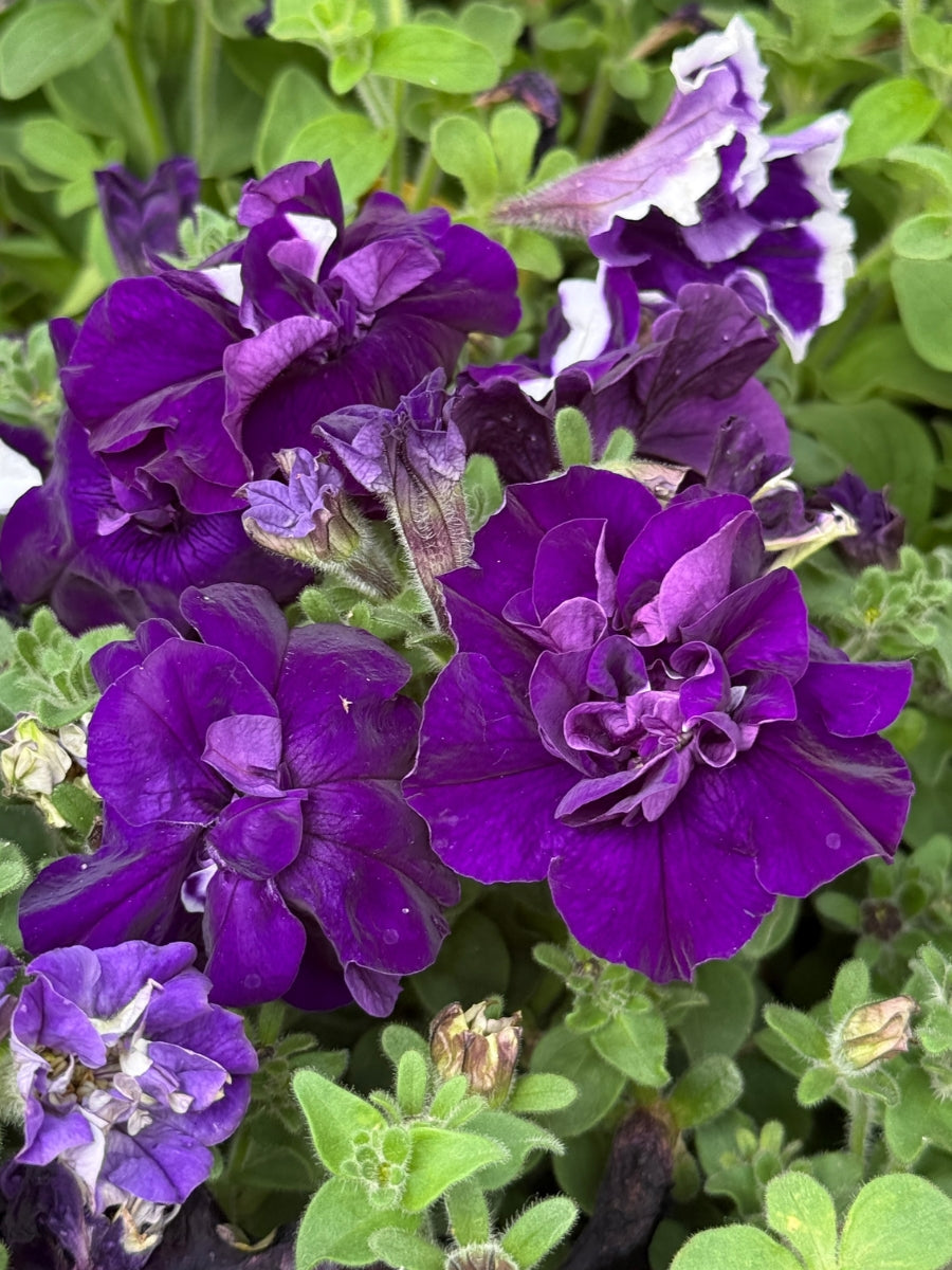 Petunia Madness™️ Double Blue Pack