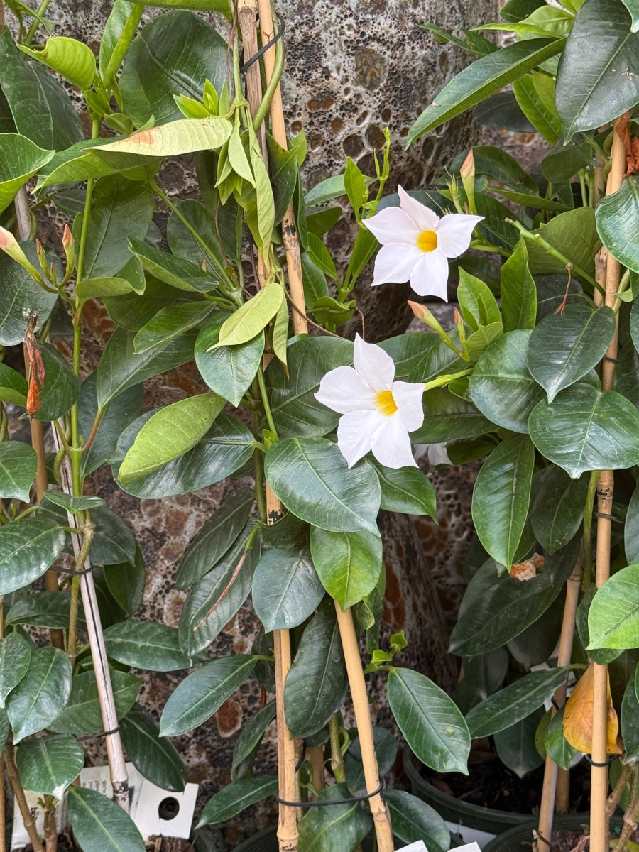 Mandevilla 'Sunvilla White' 1G Staked