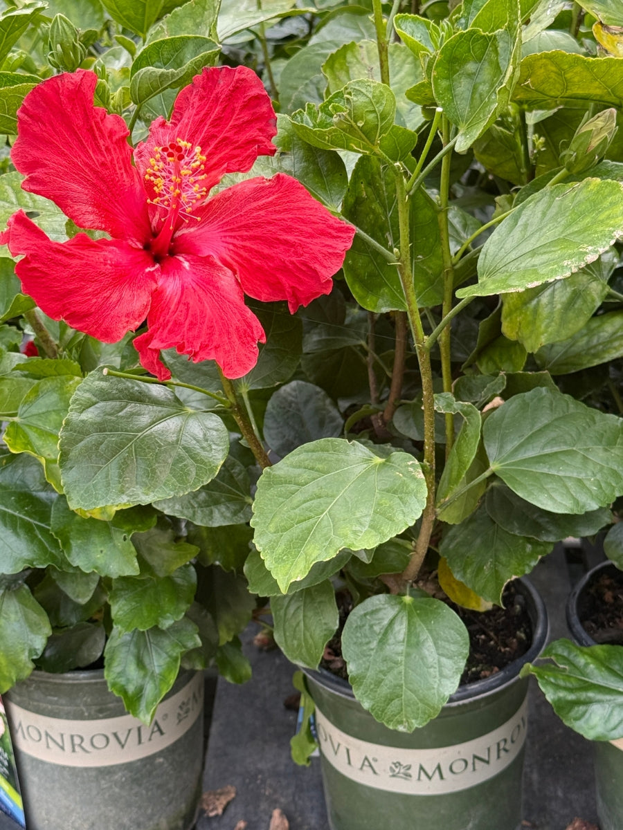 Hibiscus rosa 'Jazzy Jewel Ruby' 1G