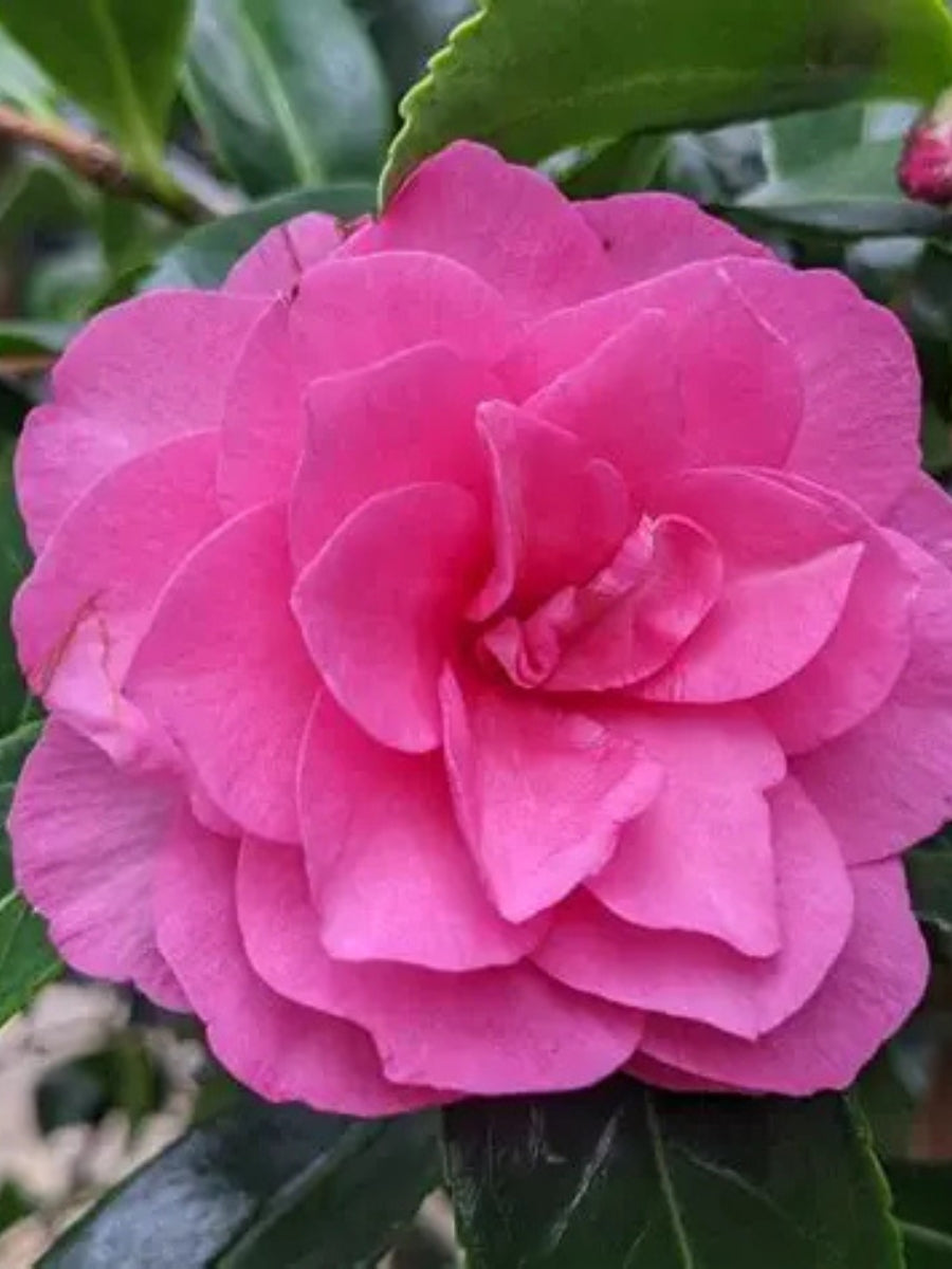 Watson's Greenhouse 