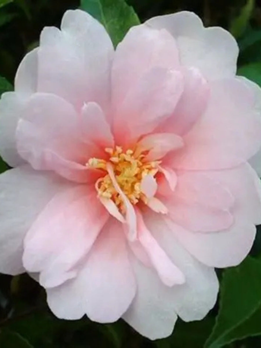 Watson's Greenhouse 