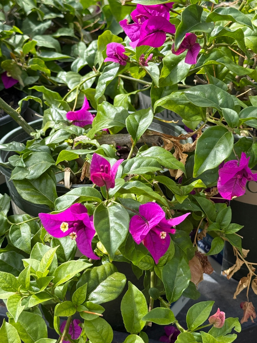 Bougainvillea 'Purple Queen®' 1G