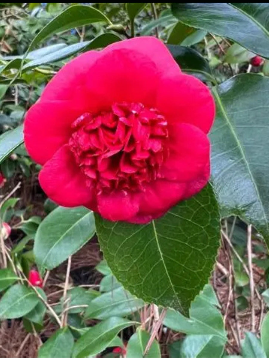 Watson's Greenhouse 