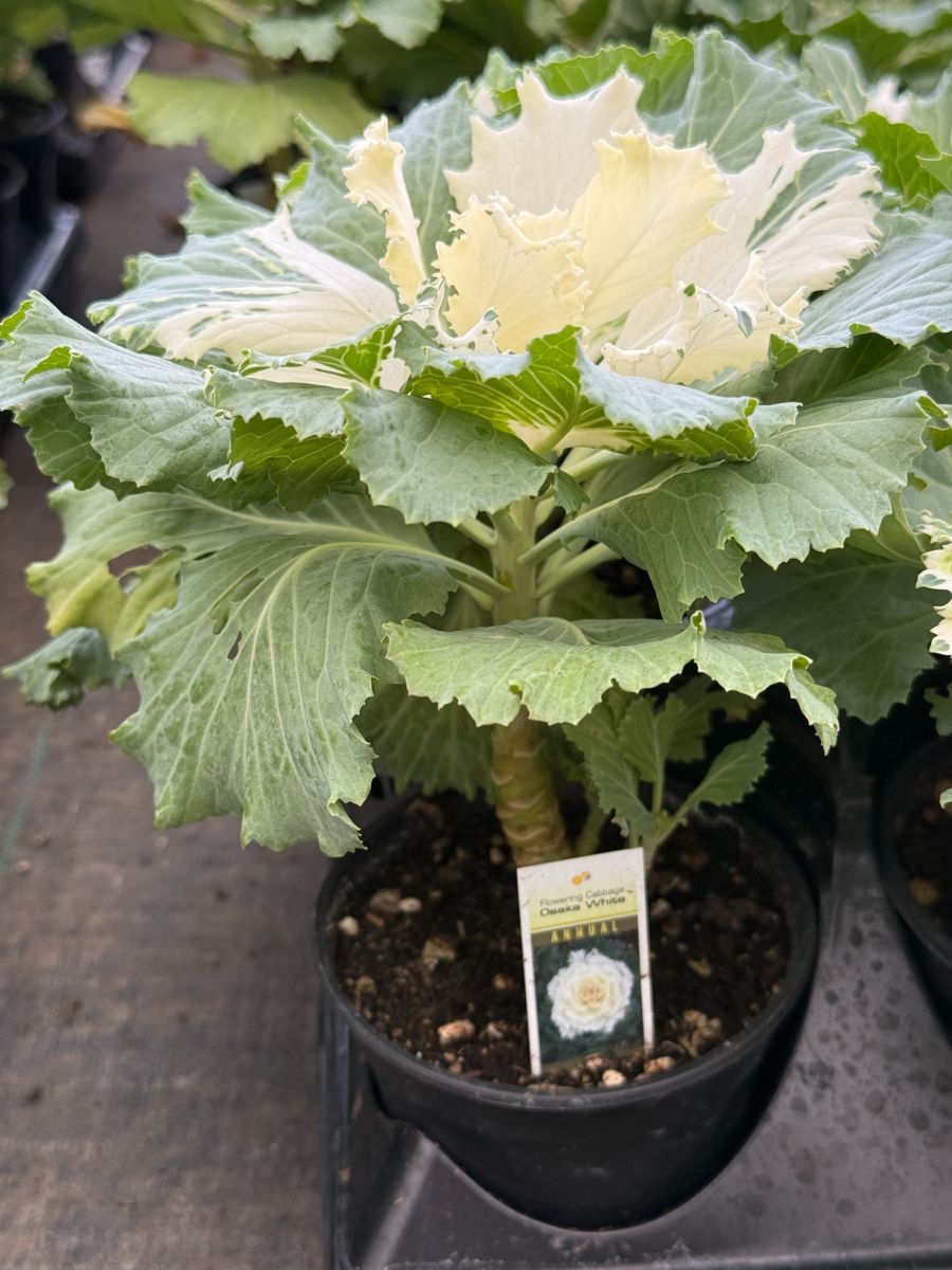 Watson's Greenhouse 