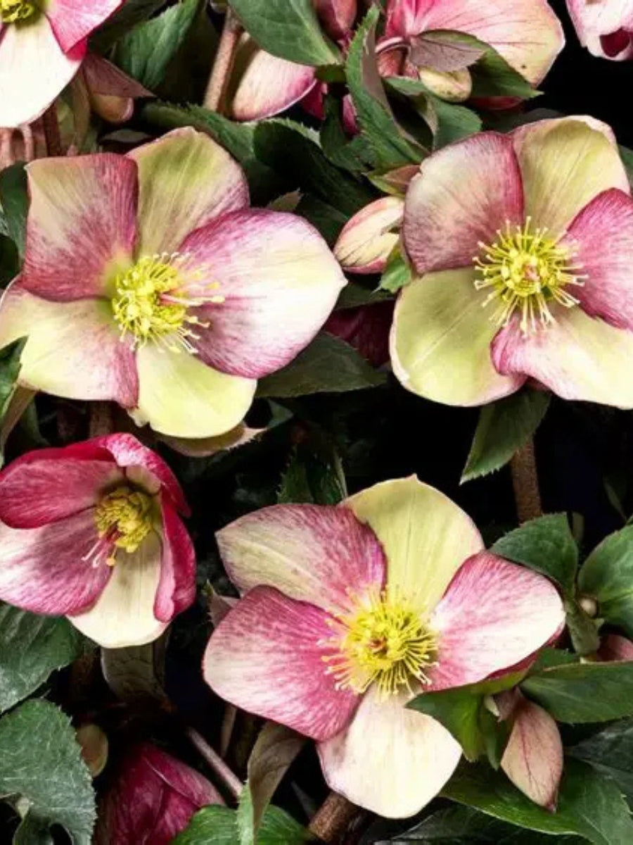 Hellebore Ice N' Roses 'Dark Picotee' 1G