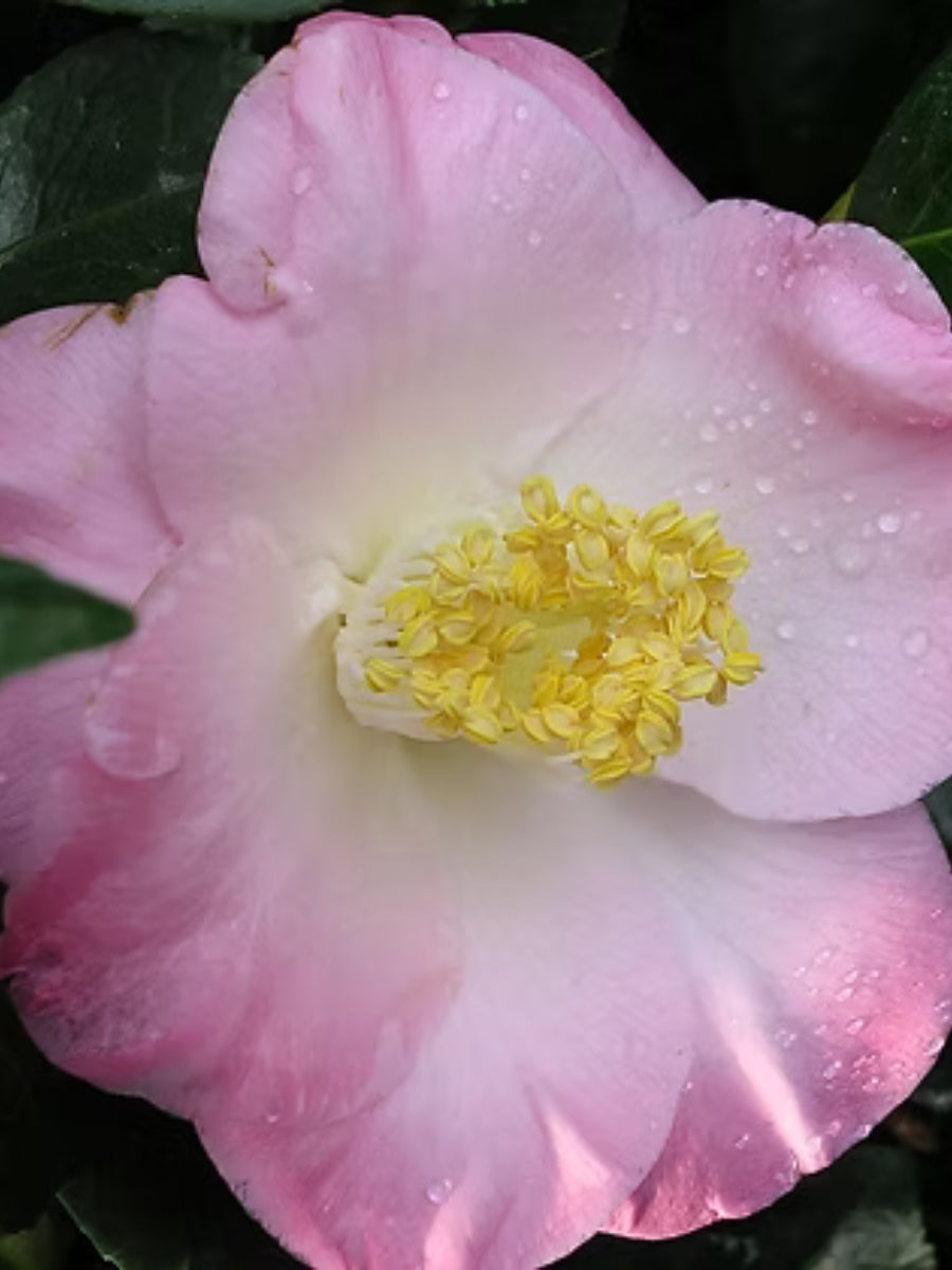Watson's Greenhouse 
