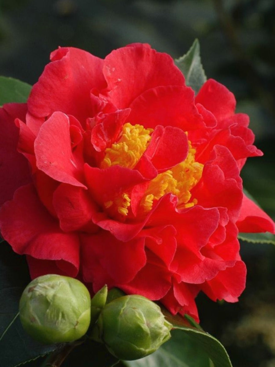 Watson's Greenhouse 