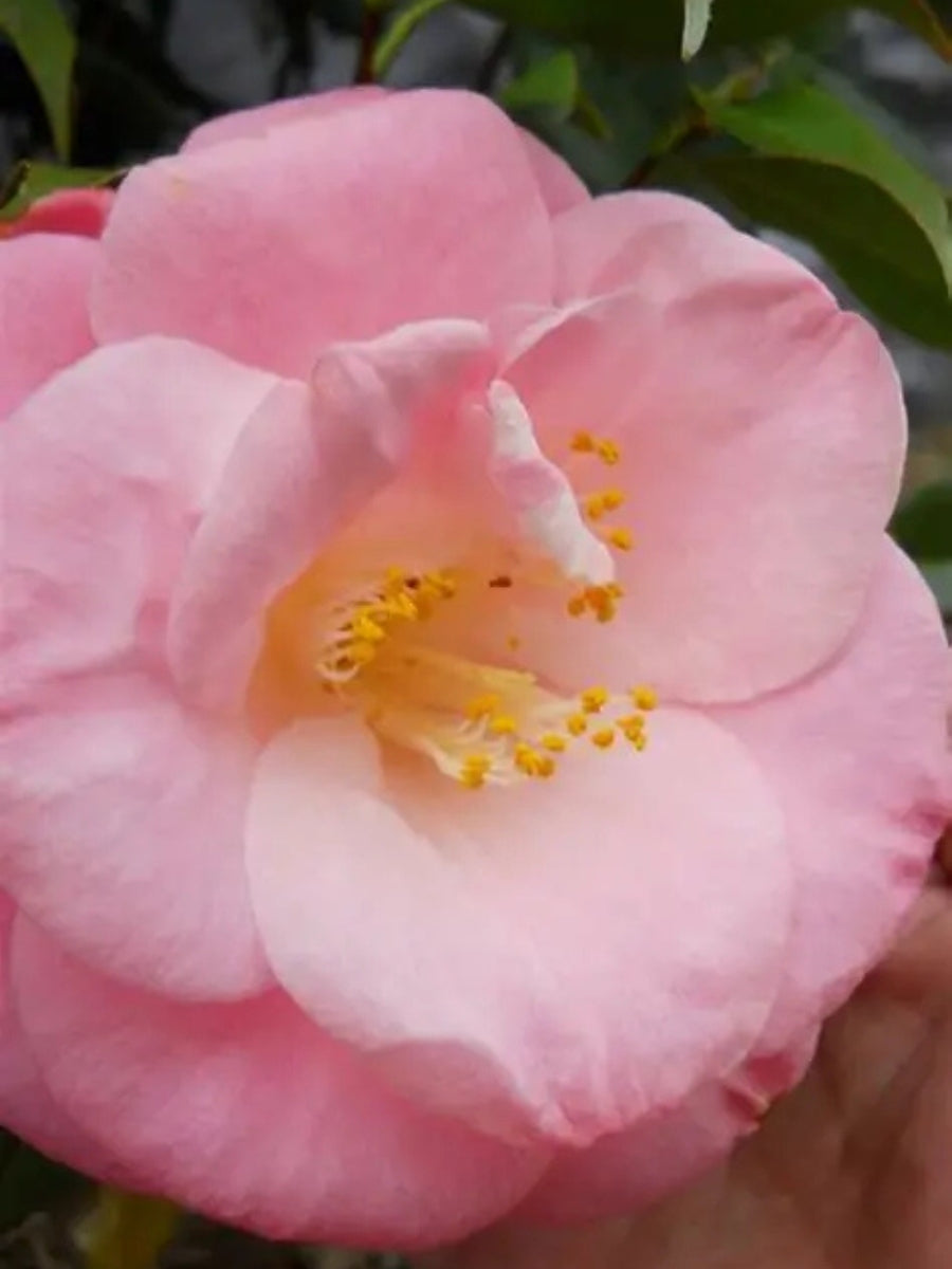 Watson's Greenhouse 