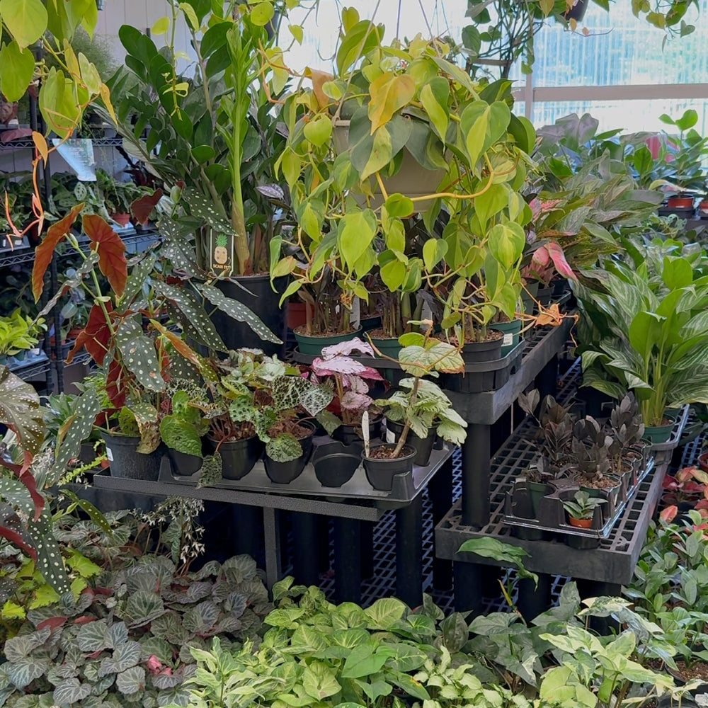 Watson's Greenhouse 