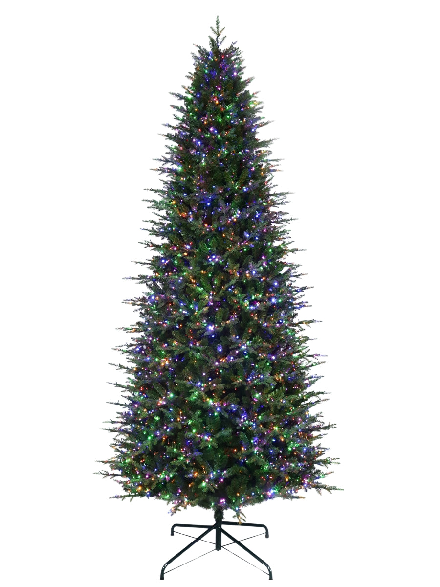 Kensington Fir 11'