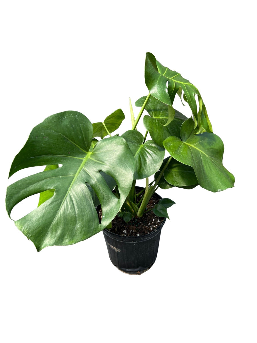 Philodendron Monstera deliciosa Split Leaf 8"