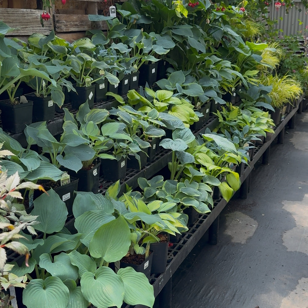 Watson's Greenhouse 
