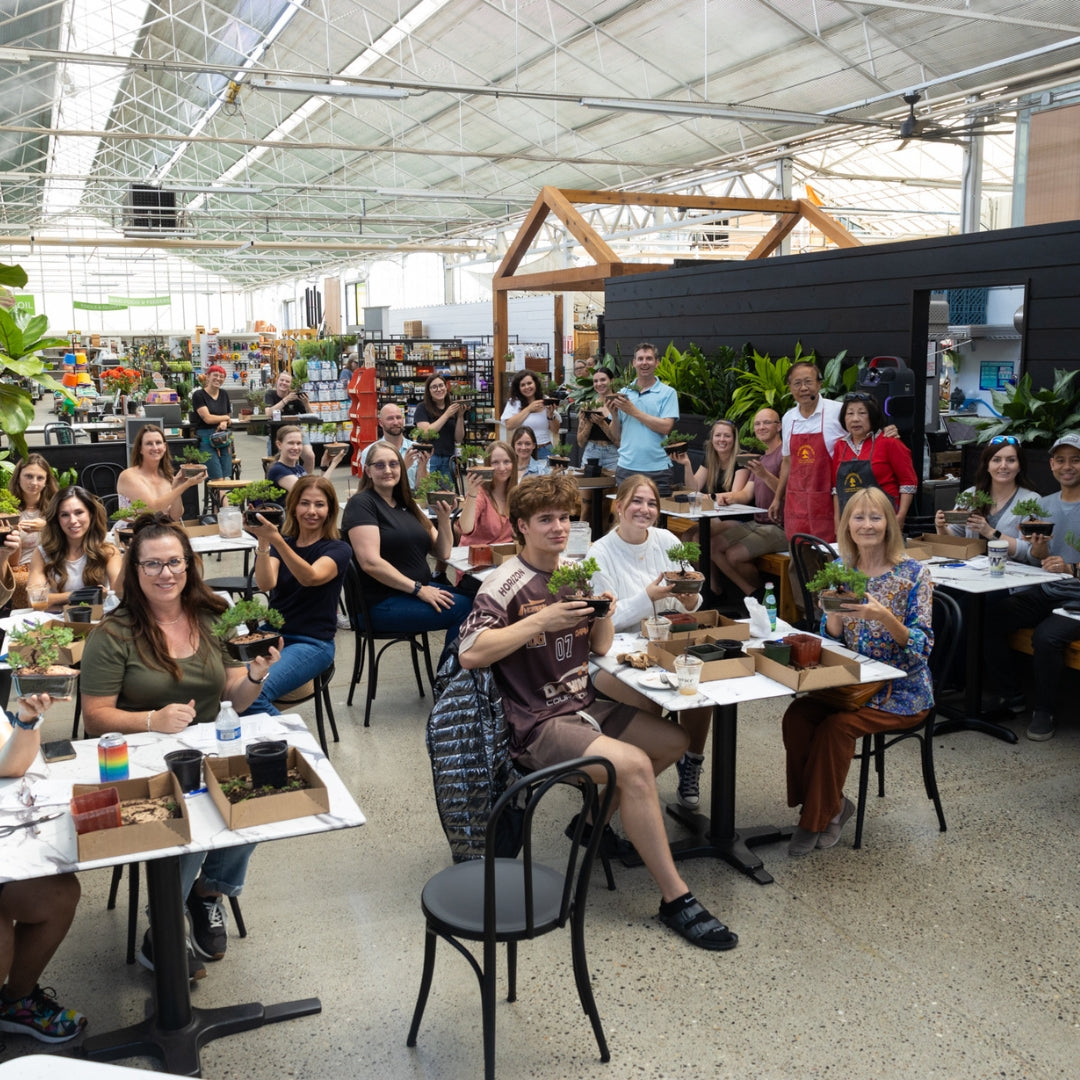 Bonsai Workshop for Beginners with Robert Cho, Olympia, 11am, Sunday, March 30th