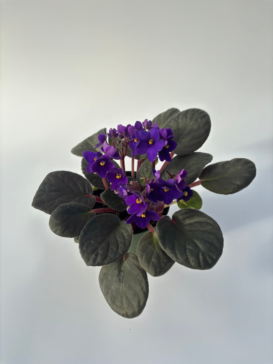 african violet planter pots African Violet 4'' – Watson's Greenhouse