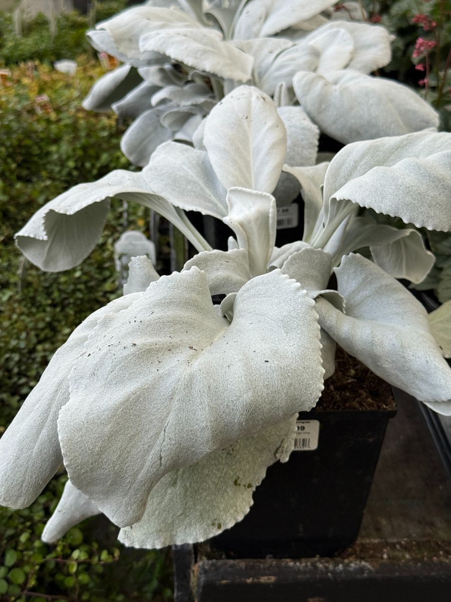 Watson's Greenhouse 