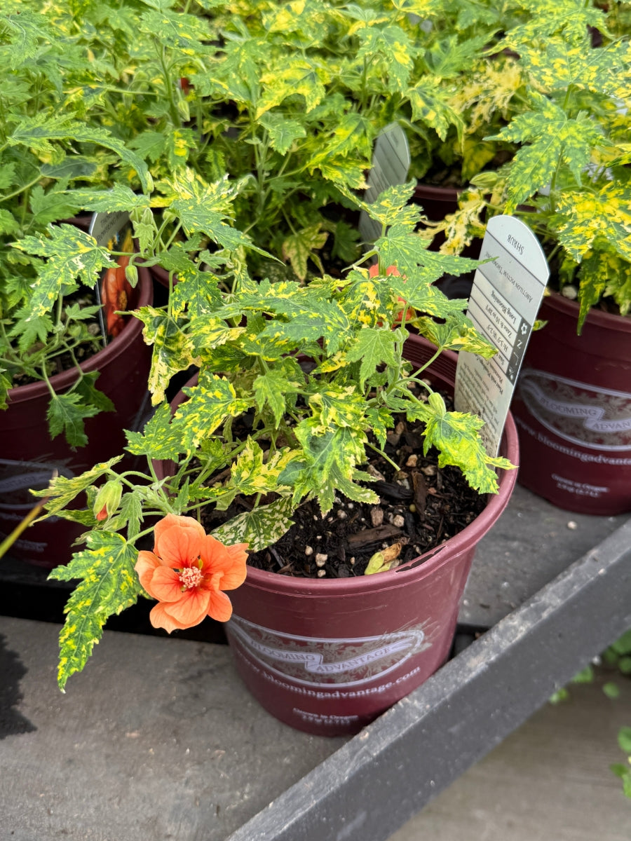 Flowering Maple ‘Thompsons'