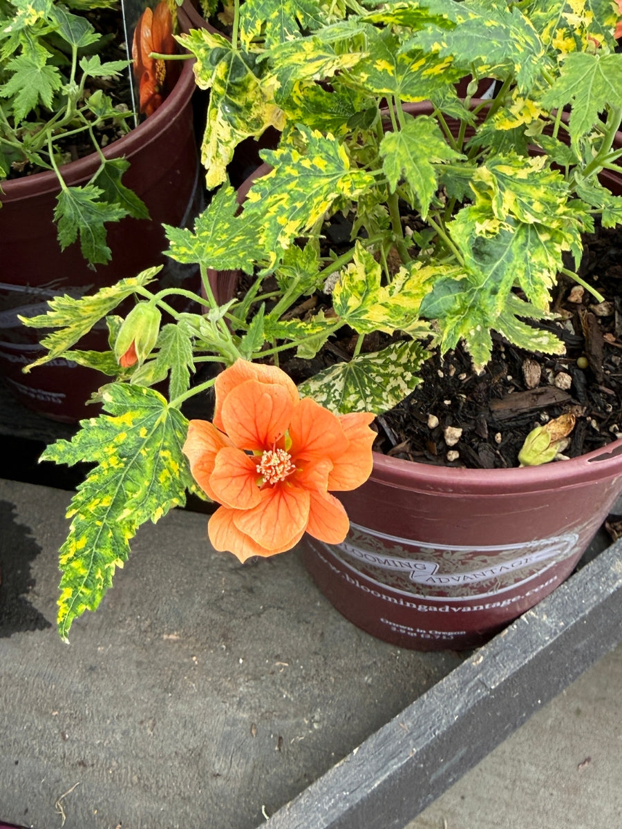 Flowering Maple ‘Thompsons'